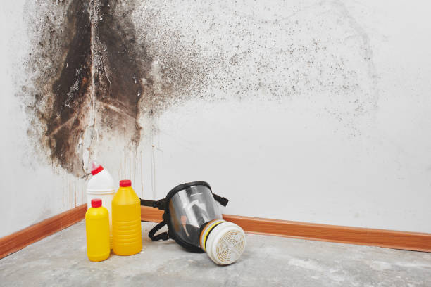 Best Crawl Space Mold Removal  in Salado, TX