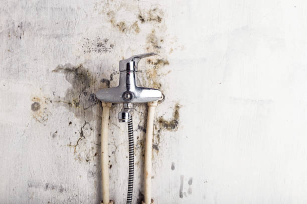 Best Mold Removal Company Near Me  in Salado, TX
