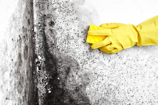 Trusted Salado, TX Mold Removal Experts