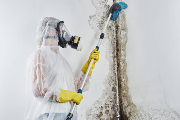 Best Attic Mold Removal  in Salado, TX