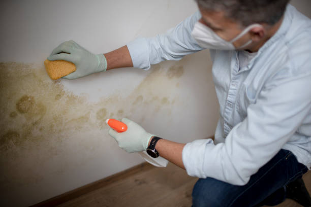 Best Mold Damage Repair  in Salado, TX