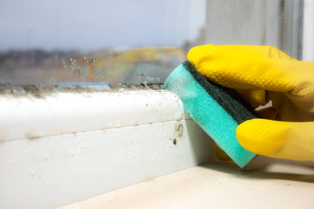 Salado, TX Mold Removal Company