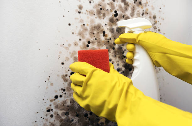 Home Mold Removal in Salado, TX
