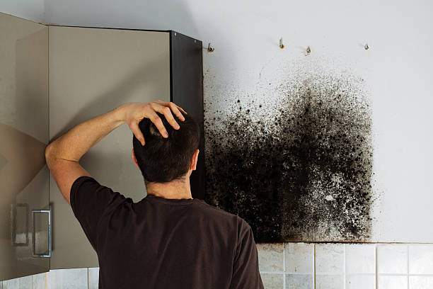 Best Fast Mold Removal  in Salado, TX
