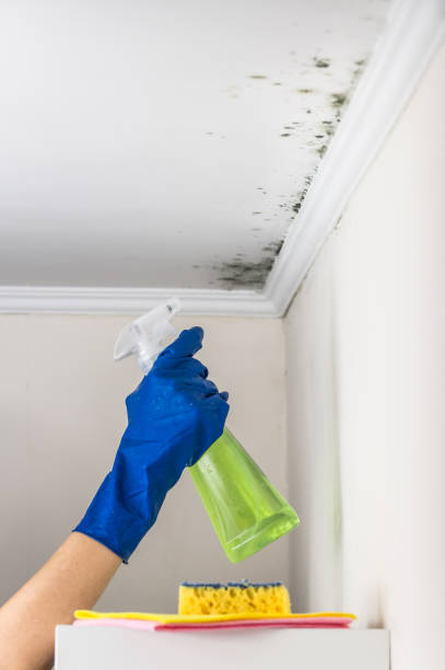 Mold Removal Process in Salado, TX